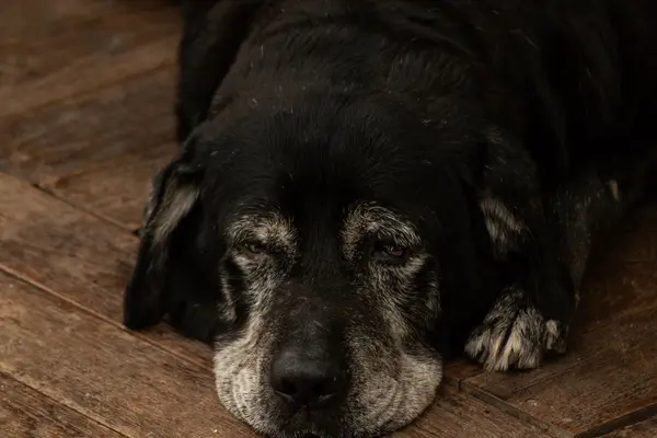 Perro mayor durmiendo tranquilo