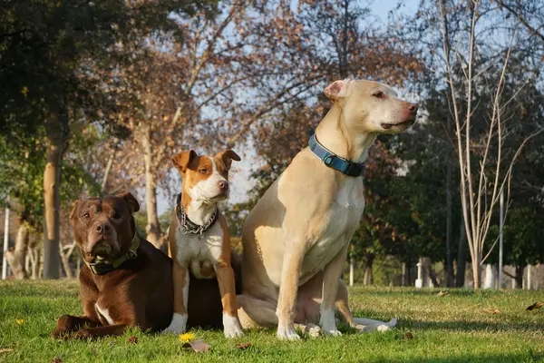 Tres perros de raza fuerte en el parque