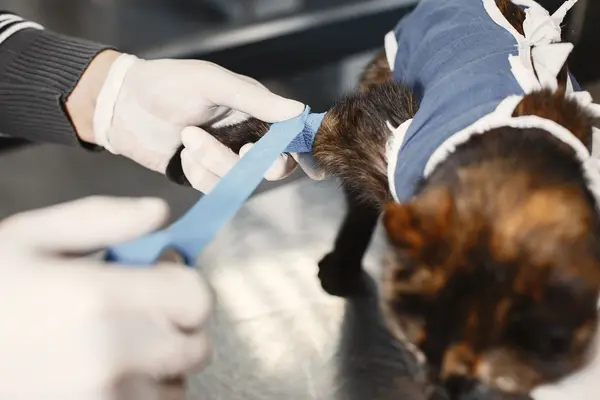 Veterinaria vendando la pata de un gato