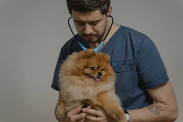 Veterinario auscultando a un perro pomerania con el fonendoscopio